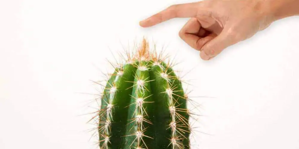 cactus and hand cactus and hand